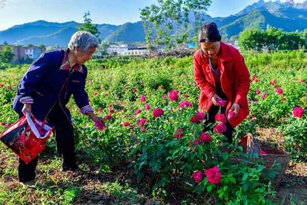 栽种重瓣红玫瑰 谱写乡村振兴曲