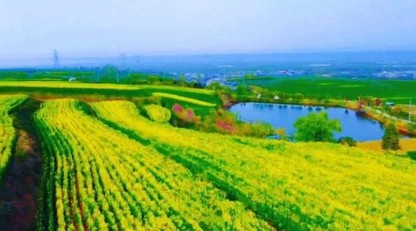 春日小美好 杨庄千亩油菜花海等您来