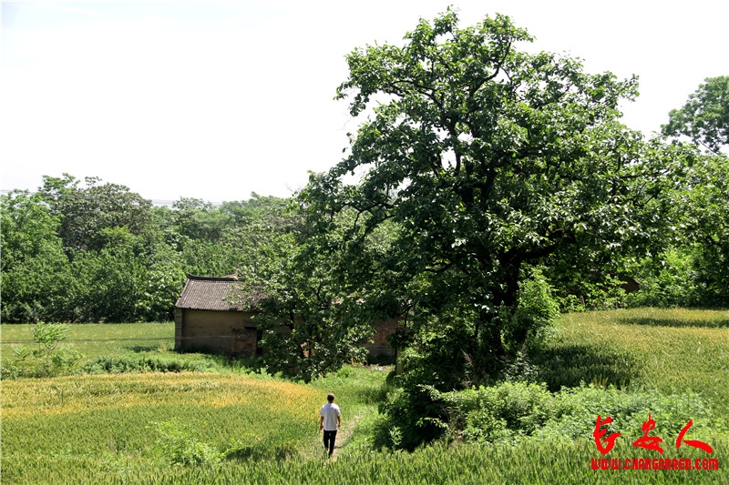 散文：山口小村（张妮）