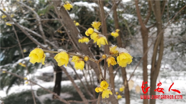 散文：初识蜡梅（郭沛军）