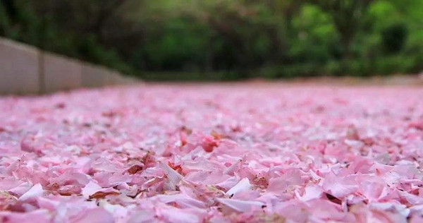 散文：樱花飘落---记张美丽在试飞院（薛志毅）