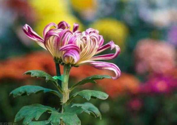 散文：菊花绽放花更艳（每小平）