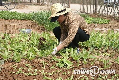 今日关注：周末放假去种菜 西安出现“种菜族”(组图)