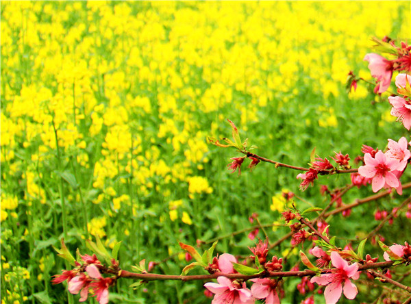 桃花朵朵 吕明霞摄